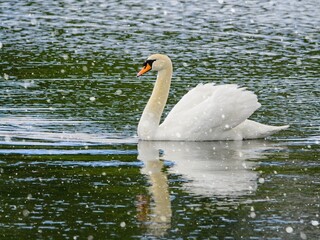 Obraz premium Mute swan swimming in the water during snowfall