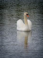 Mute swan swimming in the water, rippled reflection