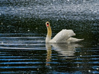 Fototapeta na wymiar Mute swan swimming in the water during snowfall