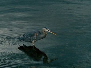Great Blue Heron catching small fish 