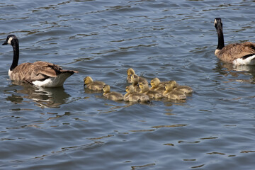 Canada goose family outing on the lake