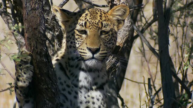 Medium shot of a young leopard cub looking around while clawing a tree, Kalahari.