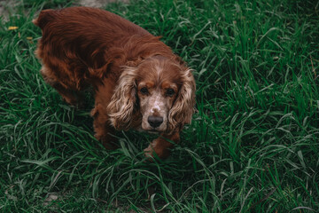 english cocker spaniel