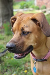 Holly watching out for other dogs