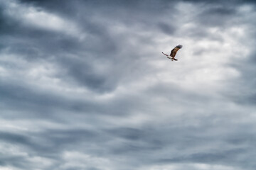 wild sea hawk flying over cloudy sky