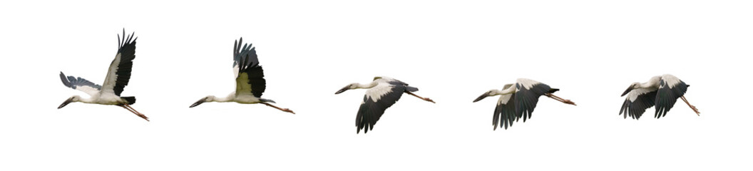 set of flying asian openbill strok birds