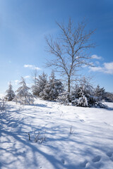 snow covered trees in the forest