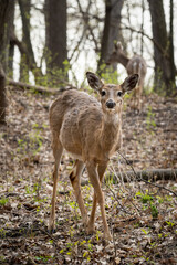young female deer in the woods looking at the camera