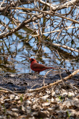 cardinal sitting on the edge of a lake in minnesota