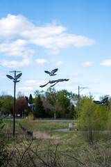 pigeons in flight off a city road