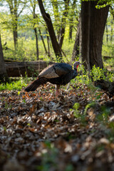 male turkey foraging in the woods