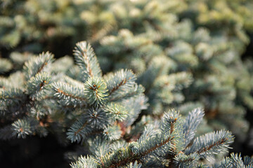 Prickly spruce Glauca globosa close-up. Varietal spruce is sold in the nursery.