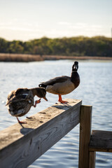 male mallard duck questioning the camera