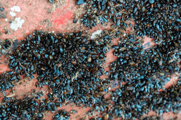 A cluster of small blue zebra mussels and barnacles attached to the bottom hull of a red metal...