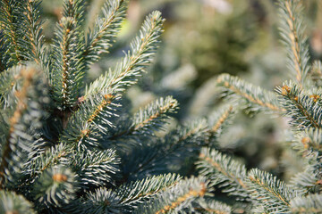 Subalpine fir close-up. Subalpine fir needles close-up from a plant nursery