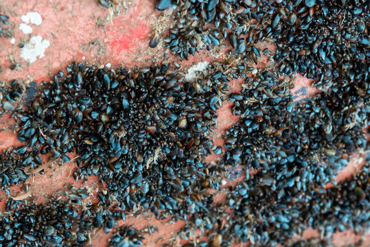 A cluster of small blue zebra mussels and barnacles attached to the bottom hull of a red metal ship. The vessel has corrosion and worn paint. The small shells are attached by their root threads.