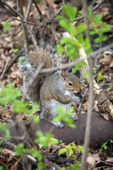 Naklejka na ściany i meble chubby squirrel enjoying a nut on a log in the woods