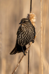 closeup of a song sparrow on wetland reed