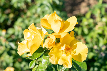 rose, Crown Princess Margareta, Crown,  Princess Margareta, AUSwinter, 
 Shrub, shrub rose,...