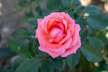 'America' Rose flower in field, Ontario, Canada. Scientific name: Rosa 'America'.