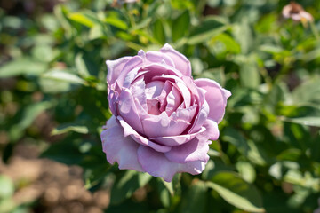 'Poseidon' Rose flower in field, Ontario, Canada. Scientific name: Rosa 'Novalis'.