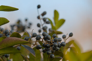 Bush with berries