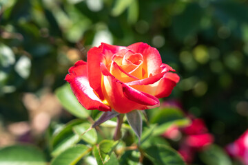 
'Dick Clark' Rose flowers in field, Ontario, Canada.
Scientific name: Rosa 'Dick Clark'
