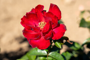 Fototapeta premium 'Dick Clark' Rose flowers in field, Ontario, Canada. Scientific name: Rosa 'Dick Clark' 