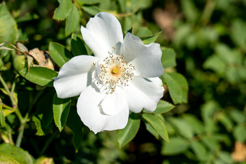 Fototapeta premium 'Morden Snowbeauty' Rose flowers in field, Ontario, Canada. Scientific name: Rosa 'Morden Snowbeauty' 