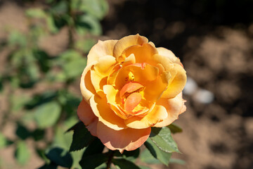 'About Face'  Rose flowers in field, Ontario, Canada.
Scientific name: Rosa 'About Face'
