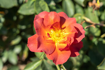 'Cinco de Mayo' Rose flowers in field, Ontario, Canada.
Scientific name: Rosa 'Cinco de Mayo'
