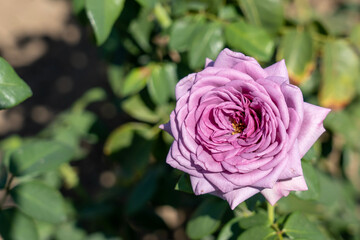 'Quick Silver' Rose flowers in field, Ontario, Canada.
Scientific name: Rosa ' Quick Silver'
