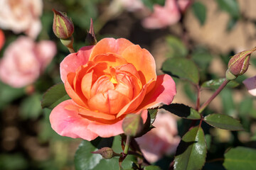 ' Coral Knock Out ' Rose flowers in field, Ontario, Canada.
Scientific name: Rosa 'Coral Knock Out'
