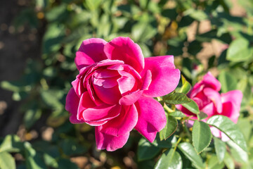 'Pretty Lady Rose' Rose flowers in field, Ontario, Canada.
Scientific name: Rosa 'Pretty Lady Rose'
