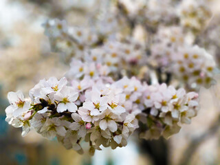 tree blossom