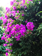 flowers in the garden