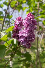 bright lilac flowers in spring against the sky