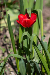 red poppy flower, green grass nature spring.