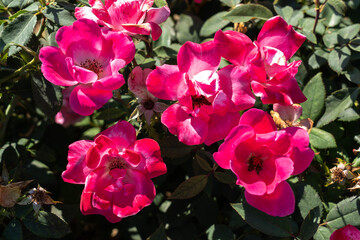 
'Pink Knock Out' Rose flowers in field, Ontario, Canada. Scientific name: Rosa 'Pink Knock Out'. 
