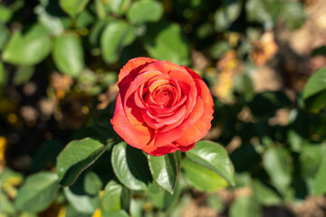 'Rebekah' Rose flower in field, Ontario, Canada. Scientific name: Rosa 'Rebekah'. 