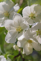 Fototapeta na wymiar spring white flowers apple tree close up