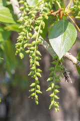 earrings with green poplar leaves