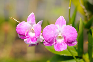 Lovely Pink Phaleonopsis Orchids
