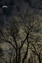 Tree silhouettes on a moonlit night