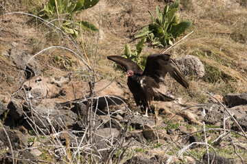Turkey Vulture and Deer Carcass