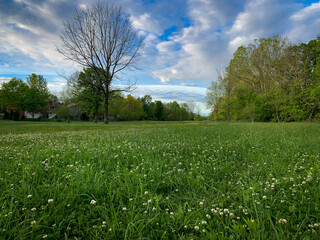 A meadow in front of a tree with no leaves and beautiful cloudy sky in Veteran's park in Lexington, KY