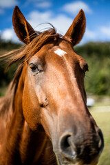 Obraz premium horse