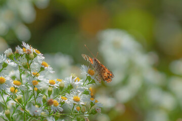 Butterfly on a flower