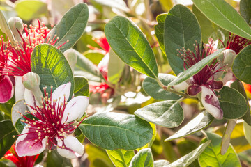 detail of feijoa tree flower in bloom with blurred background and copy space