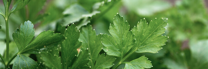 Green leaves of parsley (Petroselinum) close-up. Natural background is perfect for design.